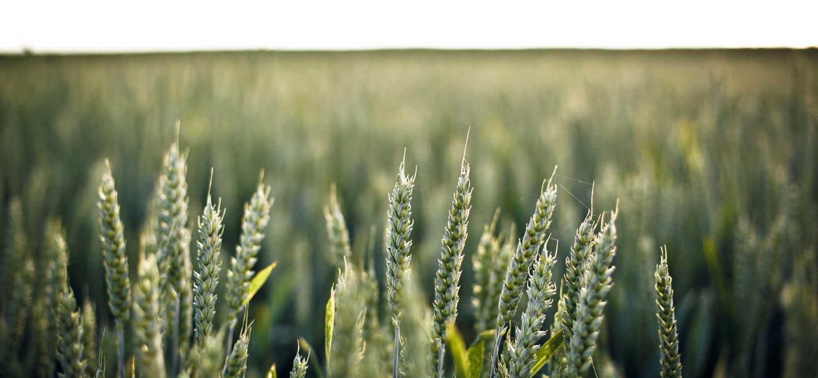 伊甸园的骄傲:iphone4s app详情下载教程