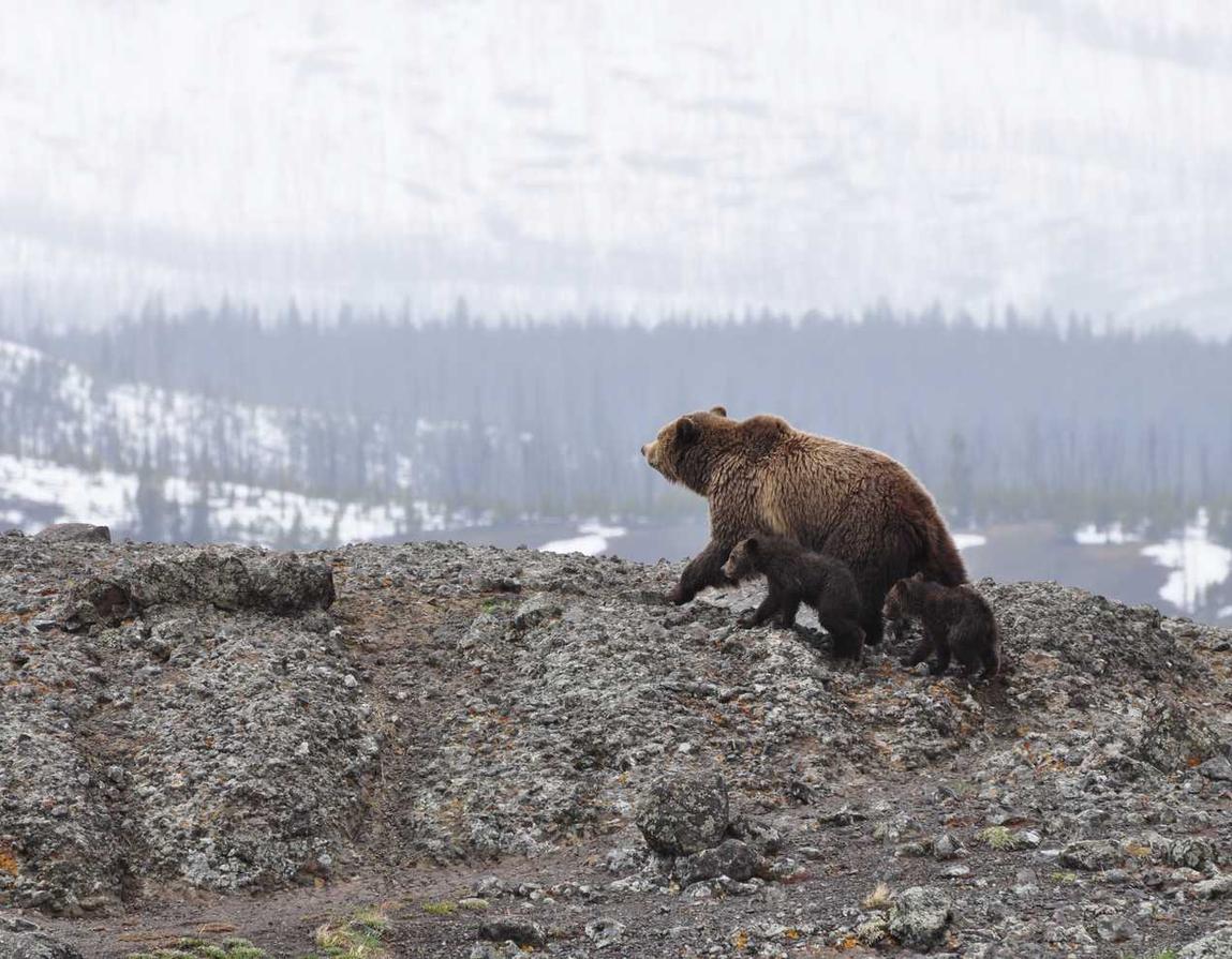 孵化器公司注册代理