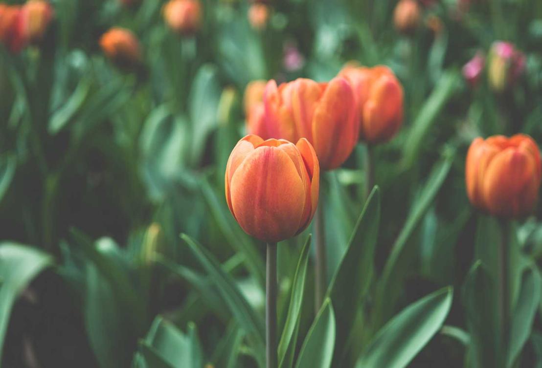 炸房器|滨州游戏平台代理