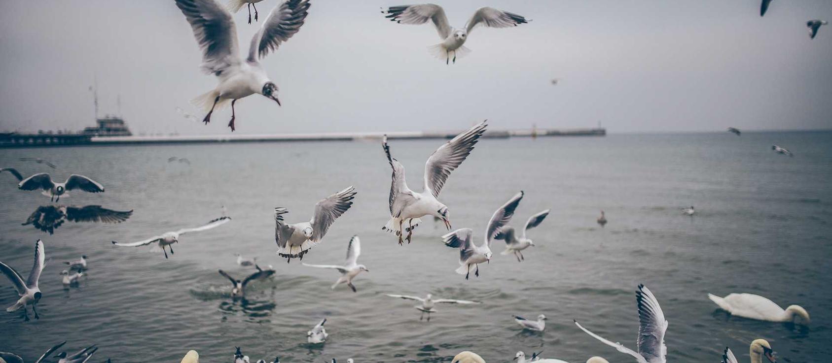 欧盟蓝色555：子弹短信app官方详情下载教程