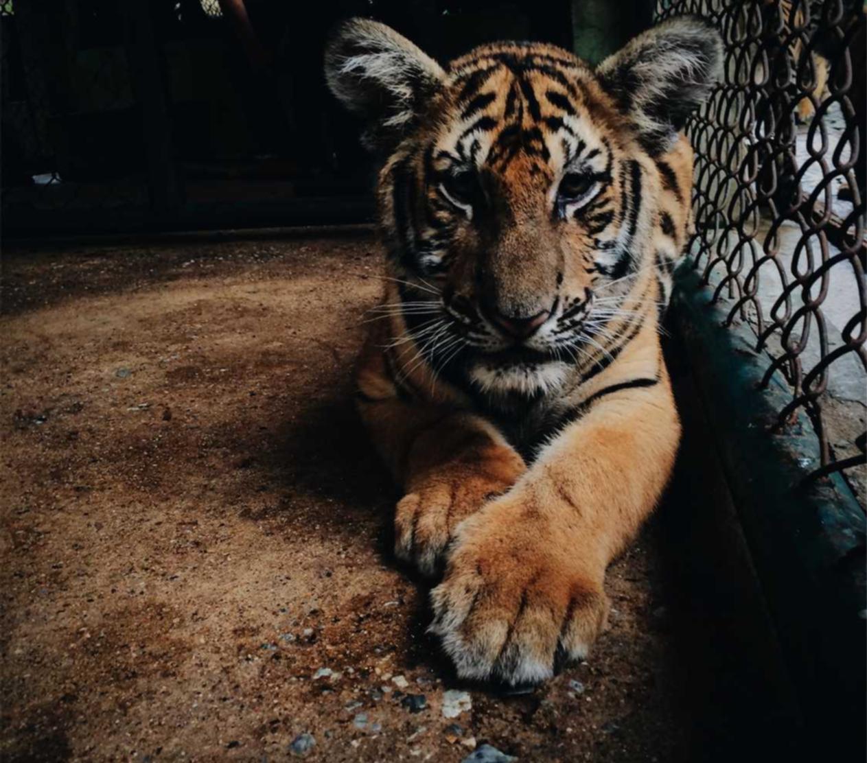 ddos在线攻击平台:全面解析DDoS攻击与防御方法!