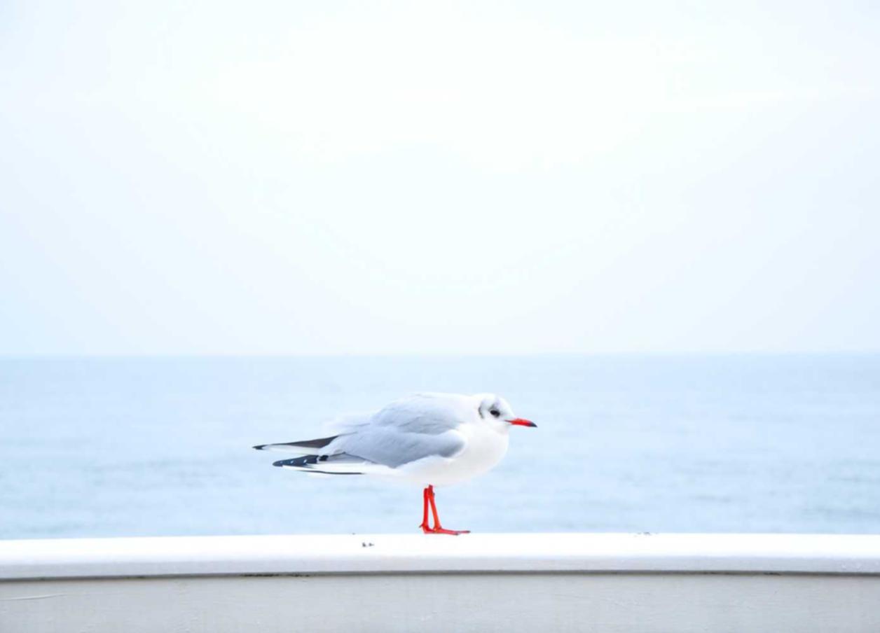 zb详情下载教程app