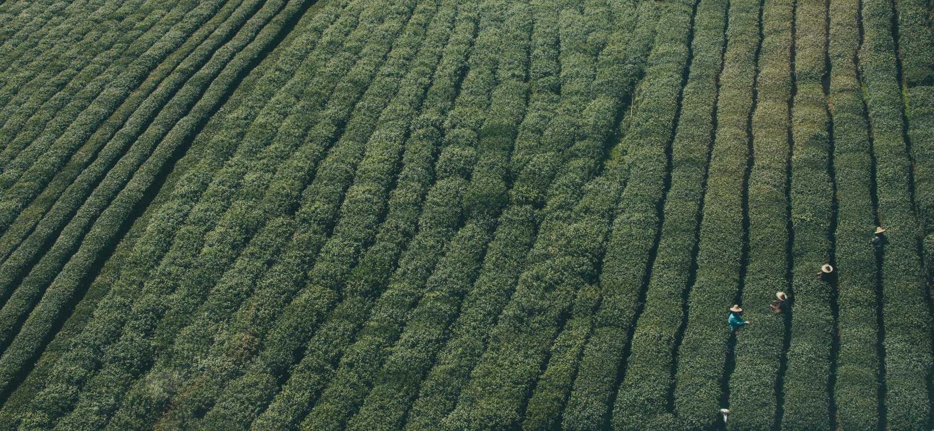 实名抖音号买卖:日本北面购买平台