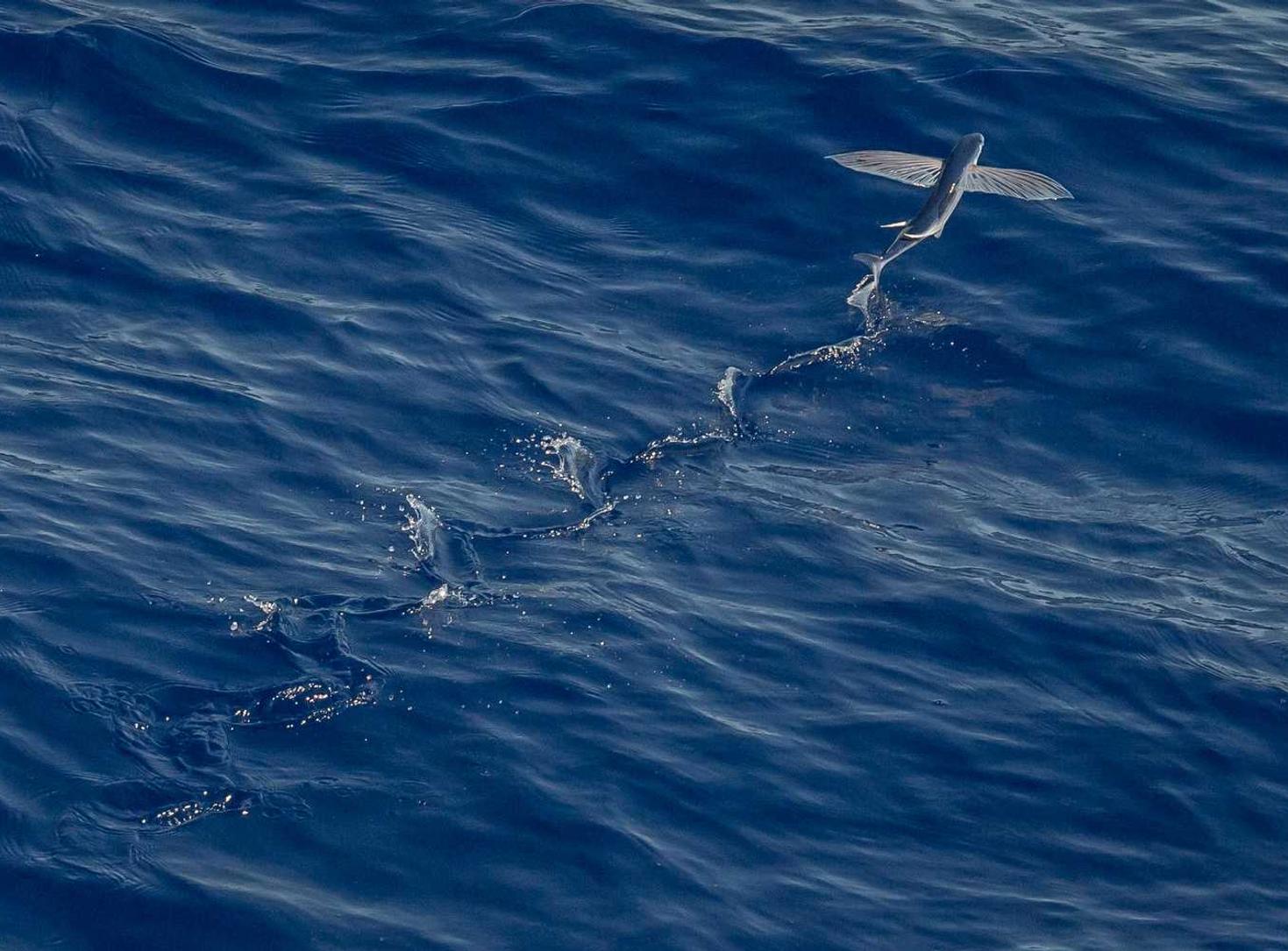 无神之界：什么平台购买原油